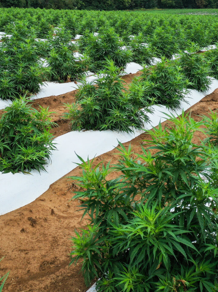 Hemp Nutrients, Hemp Fertilizer, CBD Nutrients, CBD Fertilizer